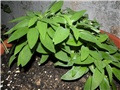 alstromeria